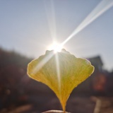 领着一只小狐狸