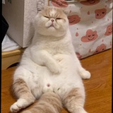 Teeya