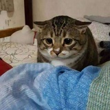 陈默rice