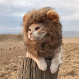 咕咕哒