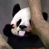 糖醋鱼头