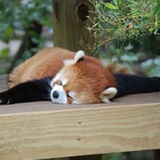 高贵路人