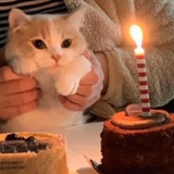 芒果小猫
