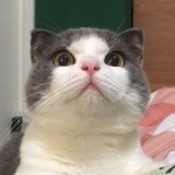 蛋挞好了