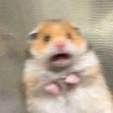 🐨