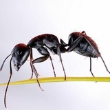 三次元蚂蚁