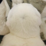 miumiu