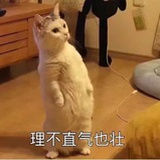 俏俏