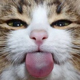 猫众生