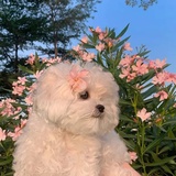 折枝花满怀