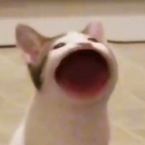 咕噜噜呀