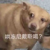 狗用面包🍞