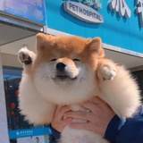 哈喽狗勾