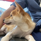 刘昊然