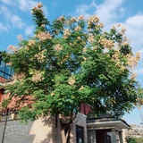 123四叶草🍀