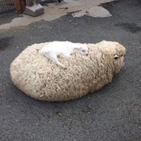 请稍后再拨