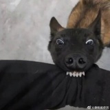 擎花