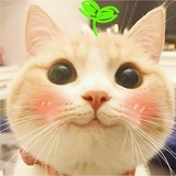 咸鱼猫
