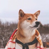 懒猫爱上秋刀鱼