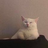 toto宠物馆