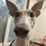 兔兔的风筝