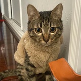 ECHO
