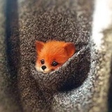 花生酱猎鹰