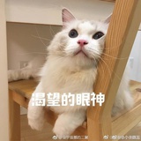 焦糖芝士酱