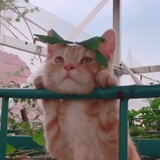 打西菓蘋