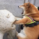 碳水狂热选手