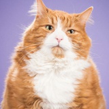 橘猫