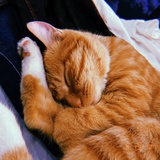 Chubby Mochi