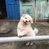 麦子味的苏打水