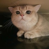 欧米伽