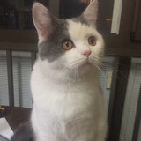 西西