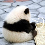 lioil_
