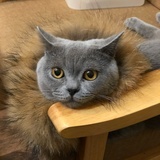 开车去迪拜