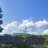 青青子衿