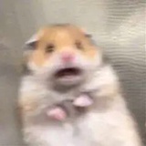 茄子呱呱