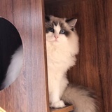 Noble布偶猫舍