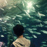 🐟