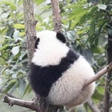 熊猫小胖