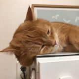bob