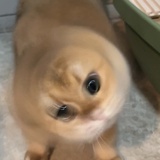幸运蛋儿