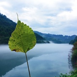 一颗葱