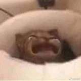 萝卜