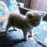 疲倦的黑色卤肉