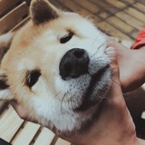 吾乃荒川之主