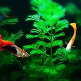 浮生若🐠