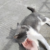 九州清宴